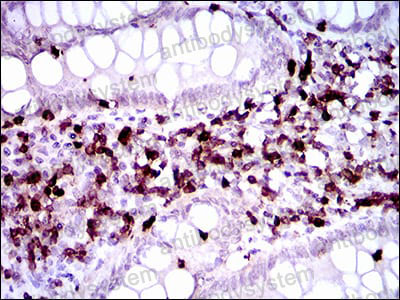 Валидация AntibodySystem RHC41803