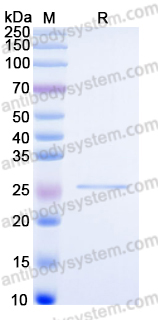 YHC20902, SDS-PAGE