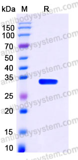 YHA56002, SDS-PAGE