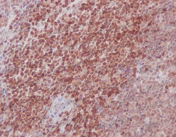 Валидация AntibodySystem RHE48802