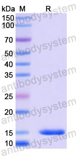 Валидация SDS-PAGE - AntibodySystem RHE01901
