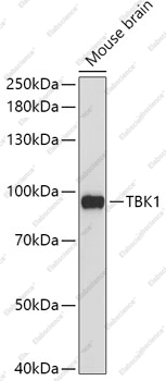 Вестерн-блоттинг, TBK1, мозг мыши