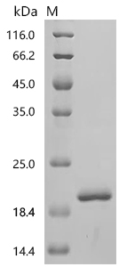 SDS-PAGE
