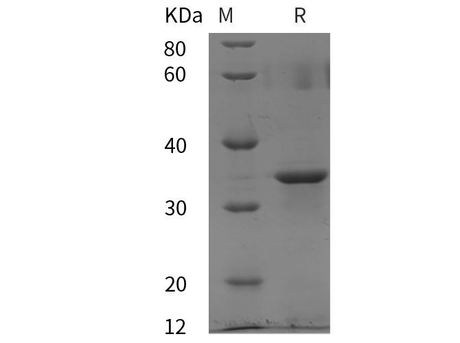 Валидация Elabscience PDEH100802(242)