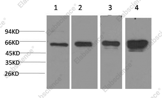 Вестерн-блоттинг, AMPK alpha1, клетки Hela, 293T, 3T3, PC-12