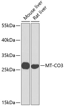 Валидация Elabscience E-AB-65644
