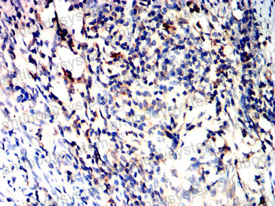 Валидация AntibodySystem RHJ51002 (3441)