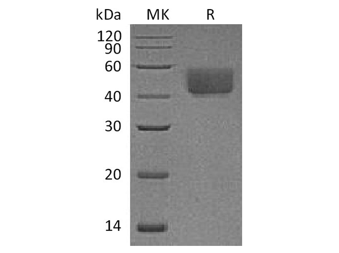 Валидация Elabscience PKSR030458(5771)