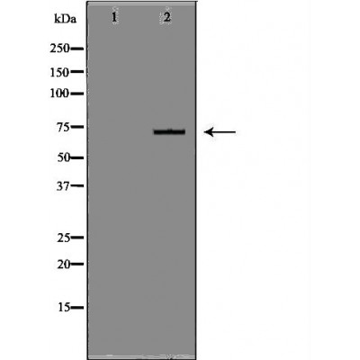 Валидация Affinity DF7431 - 19176