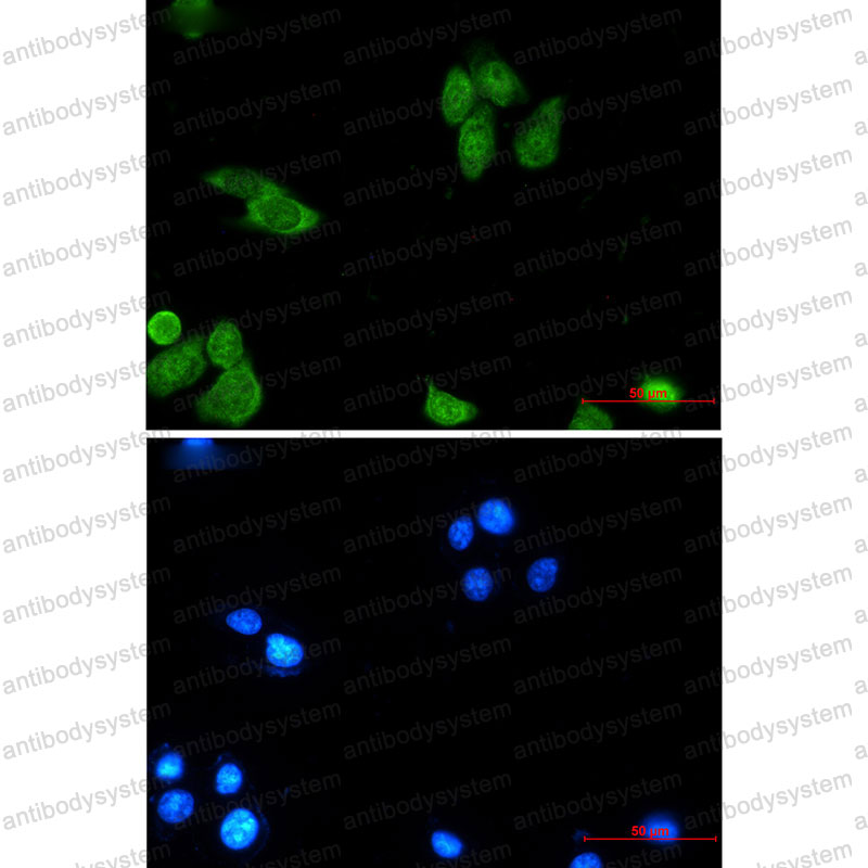 Валидация IF - AntibodySystem RHA51402