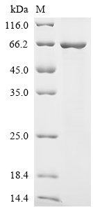SDS-PAGE