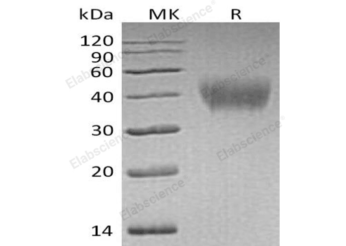 Валидация Elabscience PKSH032534(2992)