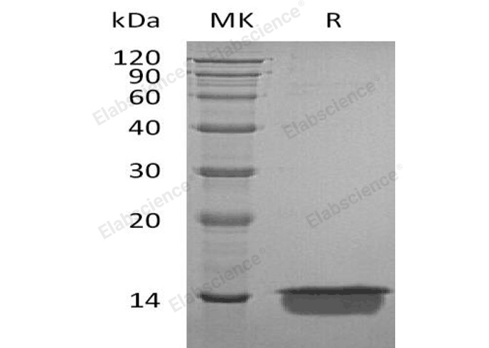 Валидация Elabscience PKSH032743(3170)