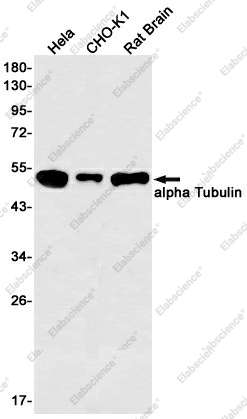 Вестерн-блоттинг, alpha Tubulin, клетки HeLa, CHO-K1 и ткань мозга крысы