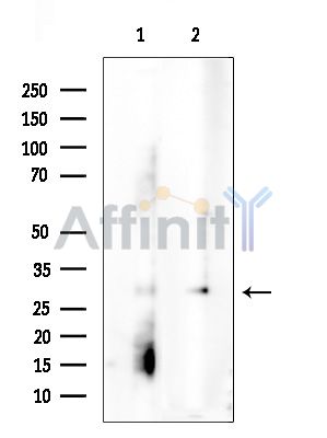 Валидация Affinity DF7297 - 18976