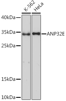Валидация Elabscience E-AB-91735