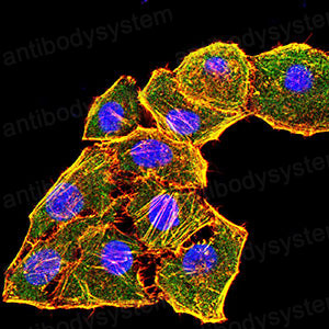 Валидация IF - AntibodySystem RHB98102