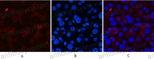 Валидация IF - AntibodySystem RHD36801