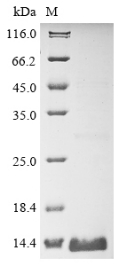 SDS-PAGE