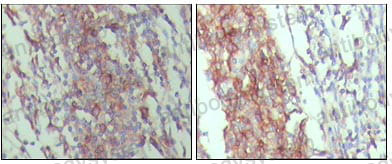 Валидация AntibodySystem RHC34003