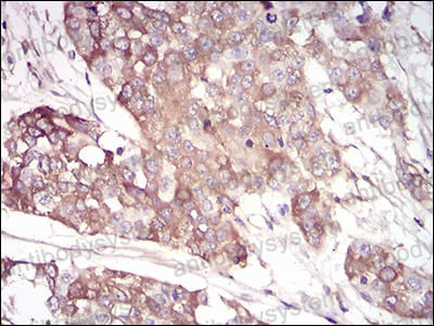 Валидация AntibodySystem RHB89601