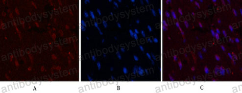 Валидация IF - AntibodySystem RHC18801 (316)