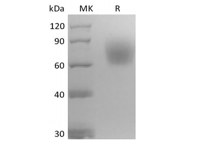 Валидация Elabscience PKSM041430(5305)