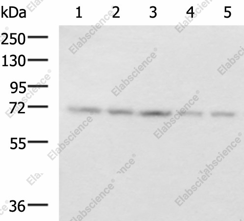 Вестерн-блоттинг, PAIP1, клетки 293T, клетки PC3, ткань печени мыши, ткань почки мыши