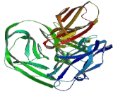 Melanoma Cell Adhesion Molecule (MCAM)