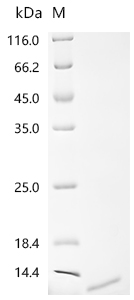 SDS-PAGE