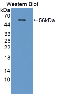 52900