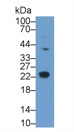 20464