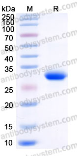 AMG46002, SDS-PAGE