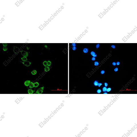 Иммунофлуоресценция, APG5L/ATG5, клетки MCF-7