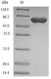 SDS-PAGE