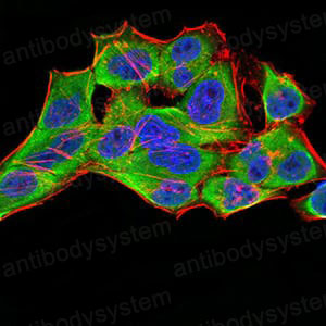 Валидация IF - AntibodySystem RHD97506 (755)