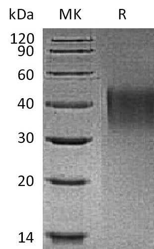 Валидация Elabscience PKSM041333(5227)