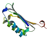 Macrophage Migration Inhibitory Factor (MIF) Macrophage Migration Inhibitory Factor (MIF)