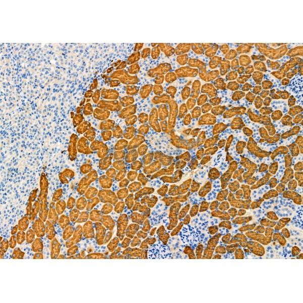 Валидация Affinity DF4064 - 15334