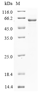 SDS-PAGE
