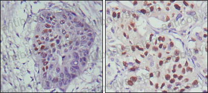 Валидация AntibodySystem RHC10008