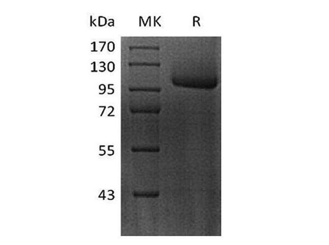 Валидация Elabscience PKSH033543(3843)