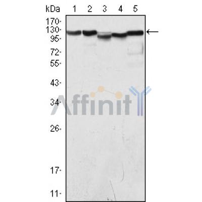 Валидация Affinity BF0551 - 5289