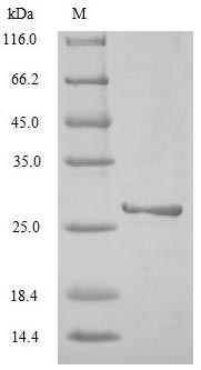 SDS-PAGE