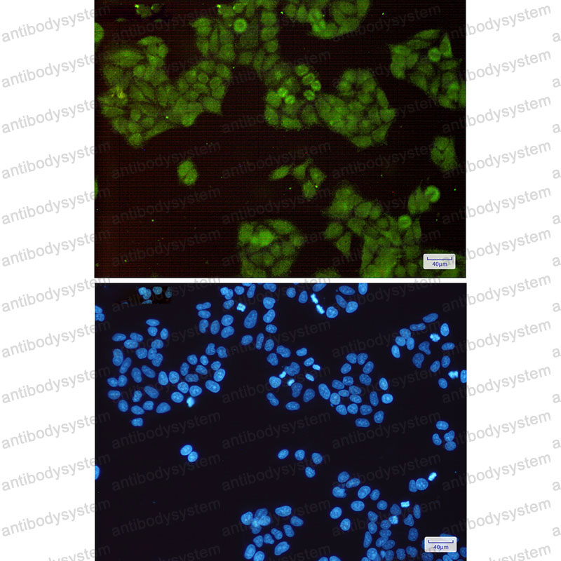Валидация IF - AntibodySystem RHG61201
