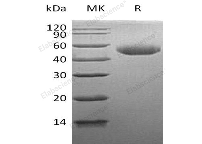 Валидация Elabscience PKSH033249(3589)