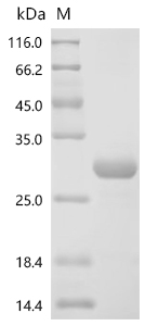 SDS-PAGE