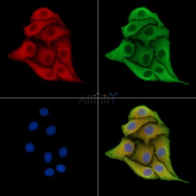 Валидация Affinity DF14671 - 10717