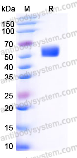 EHK02601, SDS-PAGE