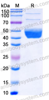 EHJ36501, SDS-PAGE